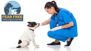 Steve Dale: Making Veterinary Visits Fear Free
