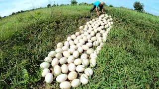 OMG ! Picking lots of duck eggs in the grass near the farm