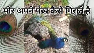 National bird# अपने पंख कैसे गिराते है#letastvideo #manju gupta