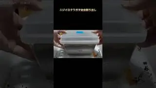 ニジイロクワガタ幼虫割り出し早送り 前編