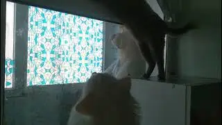 Плакса не пускает котика на балкон ведь там холодно) #cat #белый #кот #catlover #cute#кошкакот