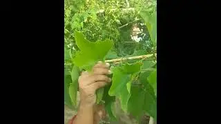 kovakka #homemade #ivygourd #shorts #jonahsambath