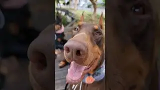 Heat stroke alert 🇯🇵 Walking routine #doberman #dog #short