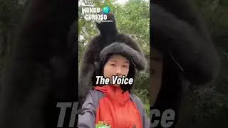 O grito mais estranho da selva! Conhe&ccedil;a o gib&atilde;o#gib&atilde;o #curiosidades #animais #natureza