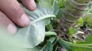 World 1st. Seeds That Produce Brussels Sprouts & Broccoli From ONE Seed. Plant Science Hybridization