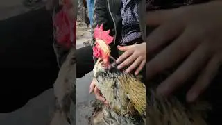 #birds lover #cute #pets #market #rooster #like #share #viwes #subscribe #viral