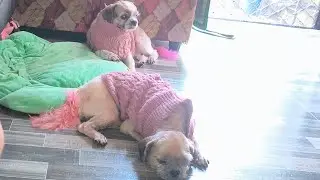 Dogs life 