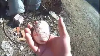 Diğer kazım da yumurtlamaya başlamış. Açık alanda Folluk Yapımı