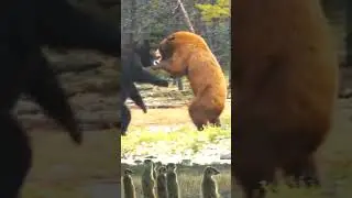 Beard war #animals #wildlife #world #animal #nature #lions #lion #insects #frog #elephant