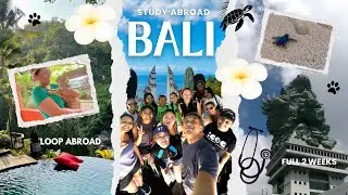 Bali Loop Abroad Pre-Vet Experience | Cat and Sea Turtle Medicine | FULL 2 WEEKS!!
