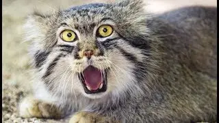L'étrange chat sauvage de Pallas - ZAPPING SAUVAGE