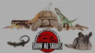 Show Me Snakes