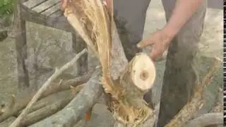 Narrow Crotching Form Results in Tear-Out - Prune Like a Pro