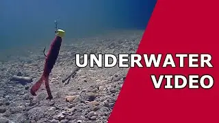 FISHING Z&ndash;Man Baby Goat Lure Underwater Footage