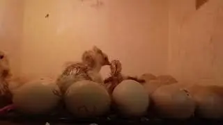 Granja ROBVAL 1