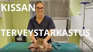 Kissan terveystarkastus - Cat Health Check by a Veterinarian