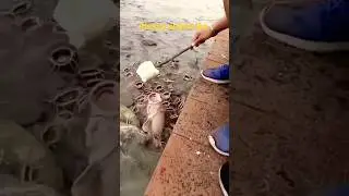 African catfish feeding. #shorts #trending #catfish #catfishing #fishing