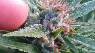UKFN 2017 - UK Outdoor Grow - Breeding Cannabis