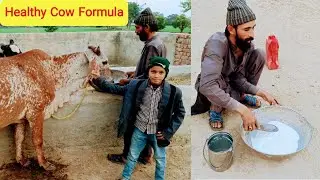 Cow Health Care Routine | Desi Dahi/Doodh Treatment for Cattle | Real Farm Life | Anjum Cattle Farm