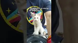 New trend , new me 💞 #catparent #prettycat #gemini #trendingshorts #cuteanimals #beautiful #cat