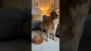 kick boxing 😂 Watch this cat's hilarious moves #funnycat #catsofyoutube #boxing