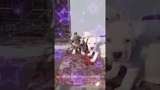 Щенки американского булли в Дели и с доставкой по всей Индии 📞88103 09221