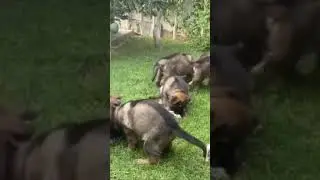 Working line german shepherd puppies, raw feeding our future Protection dogs. #dog #germanshepherd