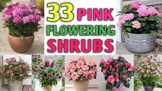 33 Pink Flowering Shrubs | Pink Flowering Bushes | Pink Shrubs for garden | Plant and Planting