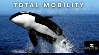 TOTAL MOBILITY DAY 6
