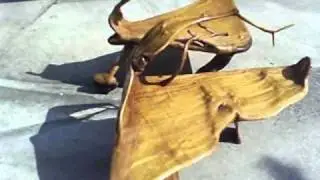 Teak Root Tables for sale.Price $199 for both, fantastic Roy Dawson video