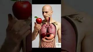 What Happens Inside Your Body After Eating an Apple | 3D Digestive System Animation