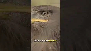 Meet the Fascinating Bird Dentist Helping Animals!