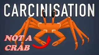 WHY IS NATURE OBSESSED WITH CRABS? ||| Carcinisation |||