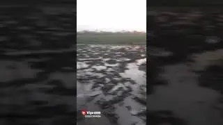 Yes sander video up and bihar me dhum machane diya hai(18)
