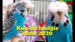 Kuwait BIRD SHOW EXHIBITION BUDGIES | Budgie Planet 2020
