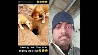 #funny #lion #animals #duet #wildlife #aivideo #youtubeshorts #wildanimals #1milio #funnyanimals