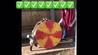 The goat 🐐 circus ,goats doing tricks!