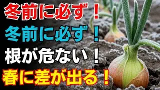 【９９％が見落とす落とし穴】寒波前にやらないと後悔…玉ねぎが激変する冬の極意【ガーデニング】【家庭菜園】【冬の玉ねぎ栽培】【霜対策】