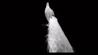 White Peacock #diamond #diamondjewellery #avaidens 