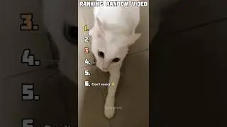 Ranking Random Video #cat #dog #funny #video #fyp #tuff #mango #sigma #reels #instagood #memes #post