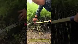 Scythe Mastery! Farmer's Lightning-Fast Weed Harvest 🌾✂️