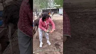 Nurturing the tiny: ostrich care in action