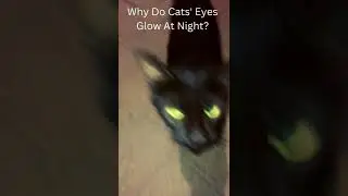 Why Cats Eyes Glow At Night #shorts