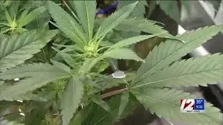 RI marijuana products destroyed after testing positive for pesticides