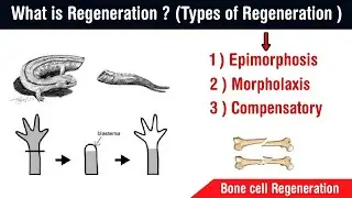 What is regeneration  and there types ?  | bone regeneration | in Hindi