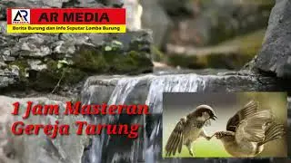 Masteran Gereja Tarung dengan suara air durasi 1 jam