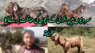 Bakri k bacho ur bakriuo  ko sardiuo me kesay mafoz rakha jay