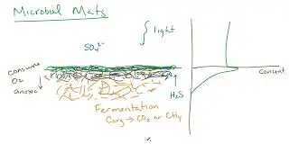 Microbial Mat Biogeochemistry (geobiology)