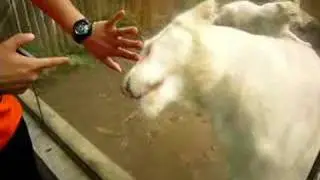 tiger licking the hand