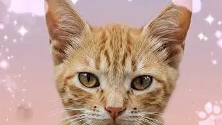 Billu&rsquo;s Adorable Kitten Photoshoot! 😻 Cutest Poses & Funny Moments | Pet Photography Magic #prakhar